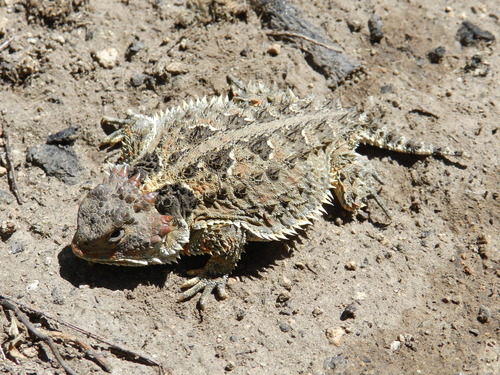 Mountain Horned Lizard