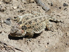 Mountain Horned Lizard photo 3