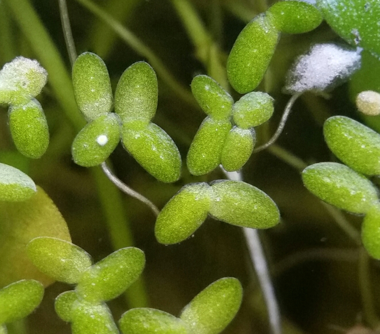 Lemna valdiviana