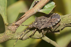 Alcaeus varicornis
