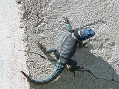 Sceloporus aureolus