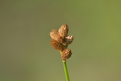 Carex longii