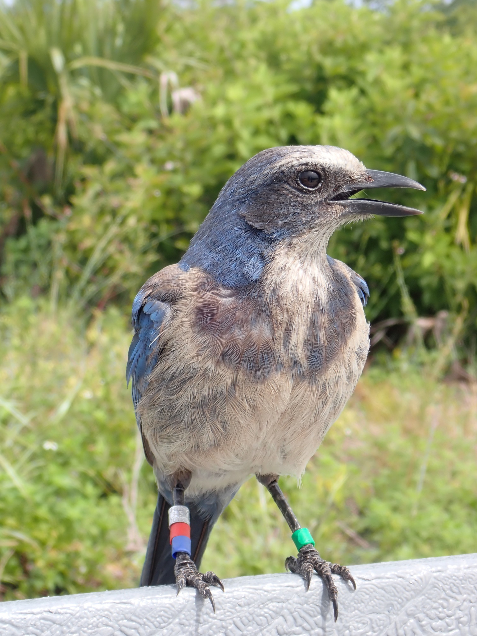 Meet the Jays: 8 Types of Jays You Should Know - Birds and Blooms