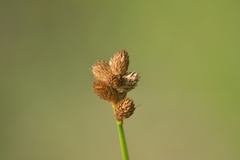 Carex longii
