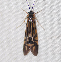 Macrostemum zebratum