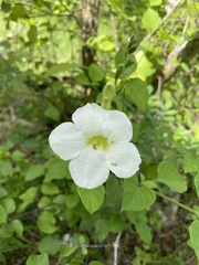 Asystasia gangetica image
