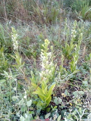 Habenaria quinqueseta