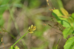 Carex longii