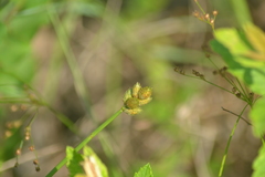 Carex longii