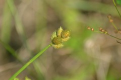 Carex longii