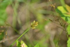 Carex longii