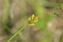 Carex longii