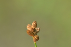 Carex longii