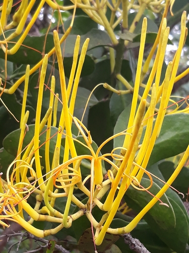 Psittacanthus robustus (Mart.) Mart.