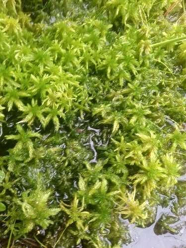 Image of Sphagnum torreyanum by (c) Chris Hoess, some rights reserved (CC BY-SA)