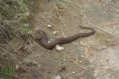 Crotalus triseriatus