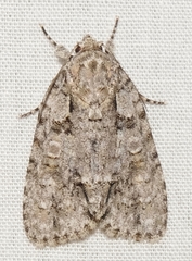 Acronicta ovata