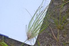 Eleocharis melanocarpa