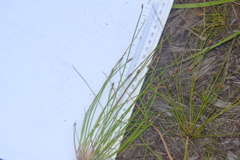 Eleocharis melanocarpa