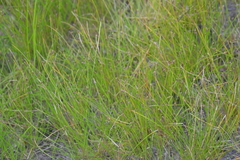 Eleocharis melanocarpa