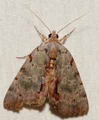 Catocala grynea