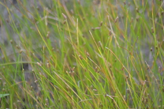 Eleocharis melanocarpa