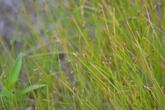 Eleocharis melanocarpa