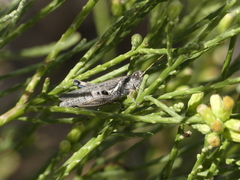 Melanoplus complanatipes