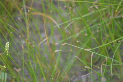 Eleocharis melanocarpa