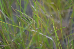 Eleocharis melanocarpa