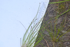 Eleocharis melanocarpa