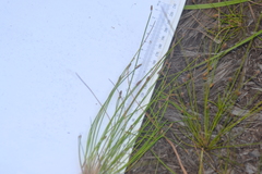 Eleocharis melanocarpa