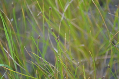 Eleocharis melanocarpa