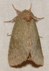 Misogada unicolor