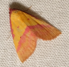 Phytometra rhodarialis