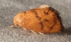 Heterogenea shurtleffi