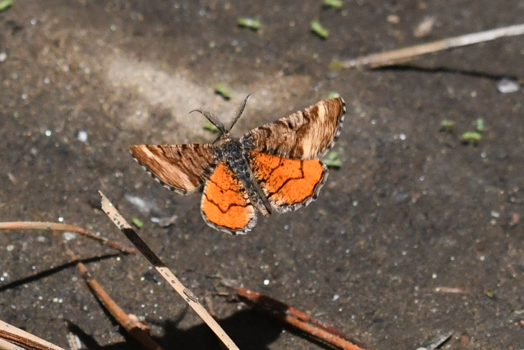 Red-winged Wave Moth