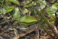 Potamogeton gramineus