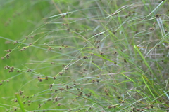 Rhynchospora capitellata
