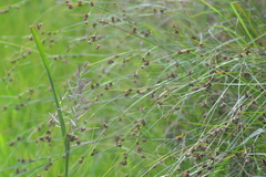 Rhynchospora capitellata