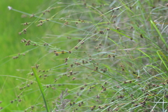 Rhynchospora capitellata