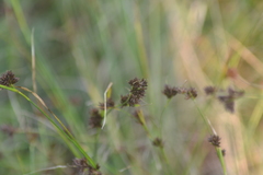 Rhynchospora capitellata