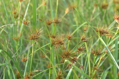 Rhynchospora macrostachya