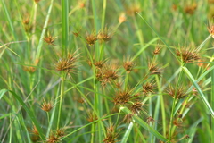 Rhynchospora macrostachya