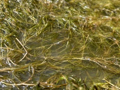 Zannichellia palustris