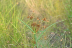 Rhynchospora macrostachya