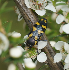 Castiarina octospilota
