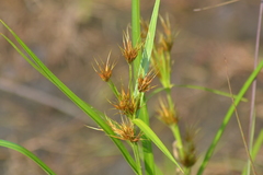 Rhynchospora macrostachya