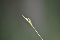 Rhynchospora scirpoides