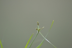 Rhynchospora scirpoides